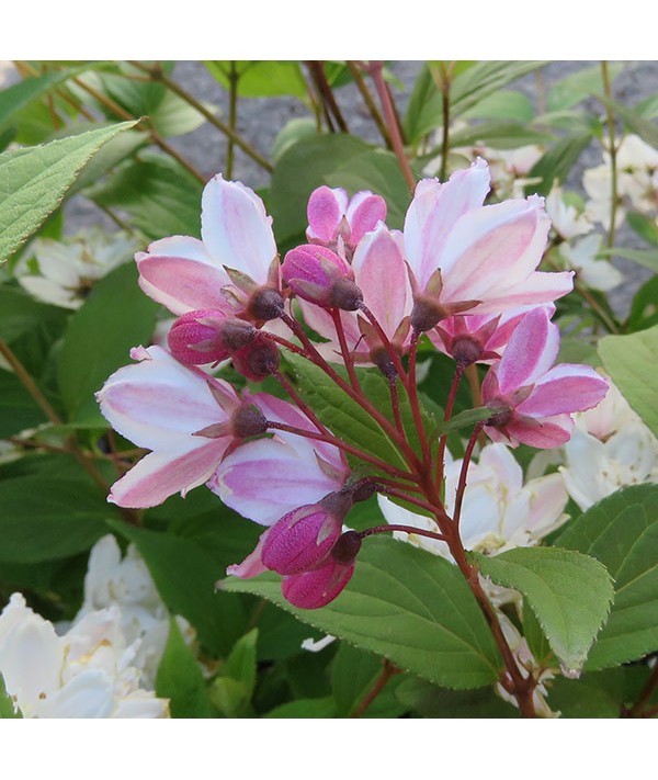 Deutzia x kalmiiflora (3lt)