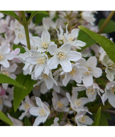 Deutzia x kalmiiflora (3lt)