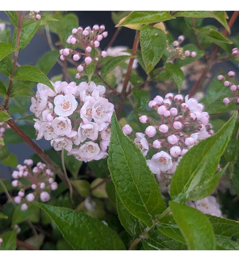 Deutzia compacta Lavender Time (10lt) Deutzia compacta Lavender Time (10lt)