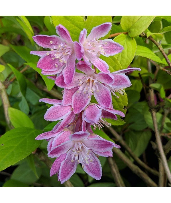 Deutzia x hybrida Magicien (7.5lt) Deutzia x hybrida Magicien (7.5lt)