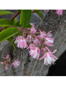 Deutzia crenata Pride of Rochester (10lt) Deutzia crenata Pride of Rochester (10lt)