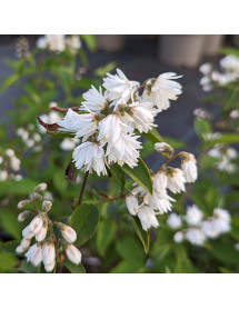 Deutzia scabra Plena (7.5lt)