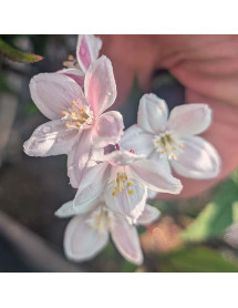 Deutzia Tokyo Delight (4.5lt) Deutzia Tokyo Delight (4.5lt)