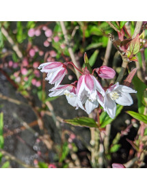 Deutzia Tokyo Delight (3lt) Deutzia Tokyo Delight (3lt)