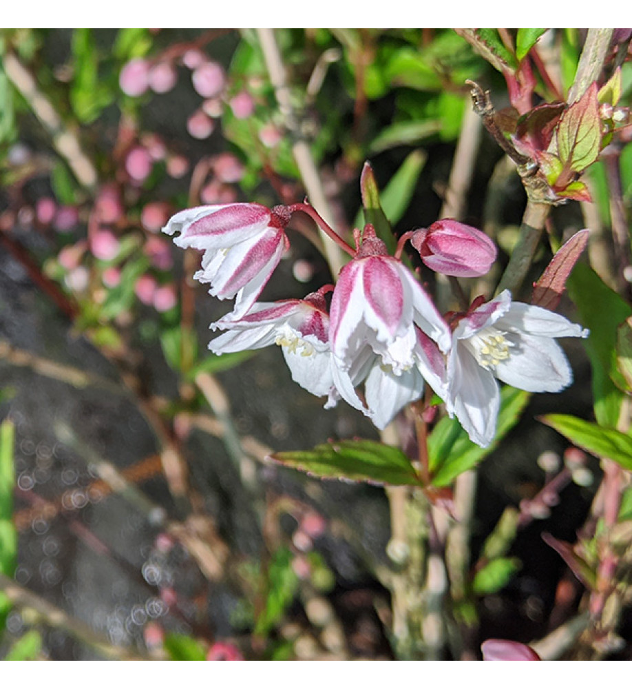 Deutzia Tokyo Delight (3lt)