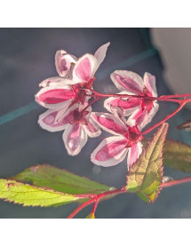 Deutzia Tokyo Delight (4.5lt)