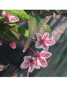 Deutzia Tokyo Delight (3lt)