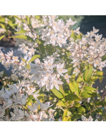 Deutzia x rosea Yuki Snowflake (3lt)