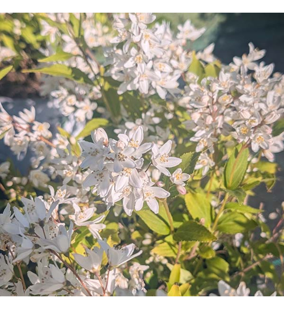 Deutzia x rosea Yuki Snowflake (3lt)
