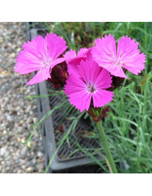 Dianthus carthusianorum (1.5lt)