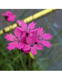 Dianthus carthusianorum (1lt)