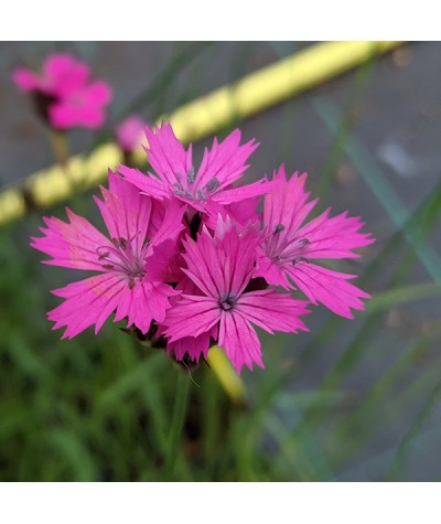 Dianthus carthusianorum (0.8lt)