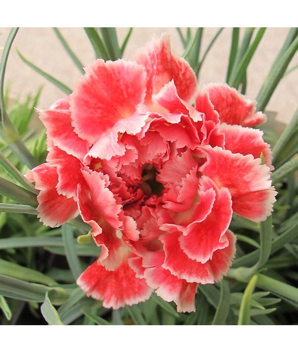 Dianthus Coral Reef (1lt) Dianthus Coral Reef (1lt)
