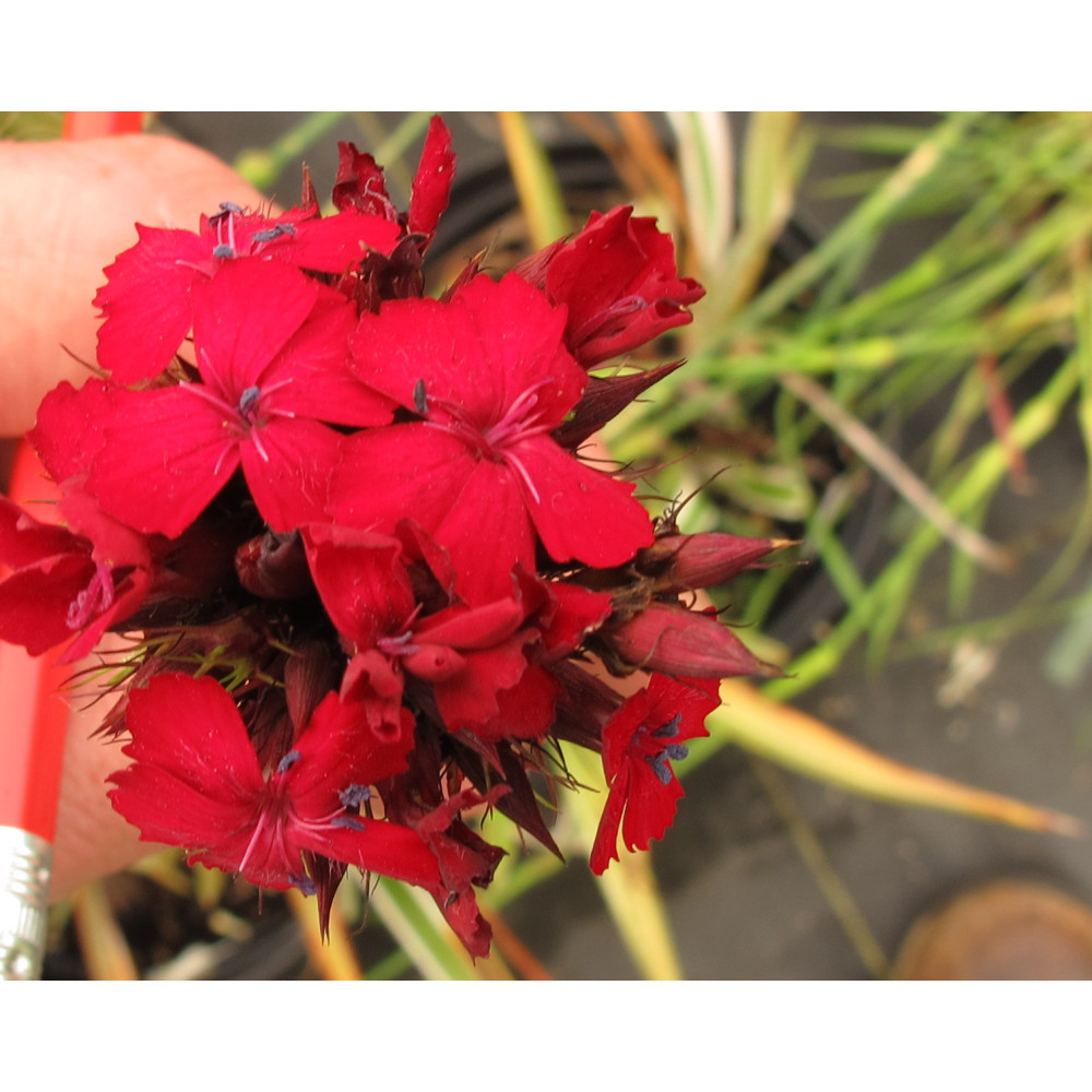 Dianthus cruentus (1.5lt)