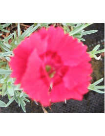 Dianthus Fire Star (1lt)