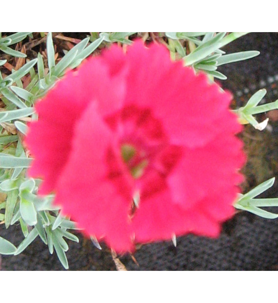 Dianthus Fire Star (1lt)