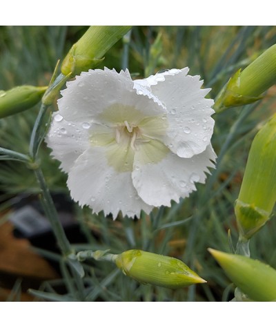 Dianthus Mojito (1lt)