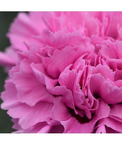 Dianthus Pink Ruffles (1lt)