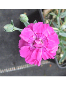 Dianthus Shooting Star