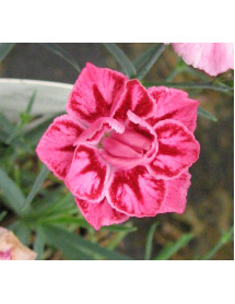 Dianthus Starburst (1lt)