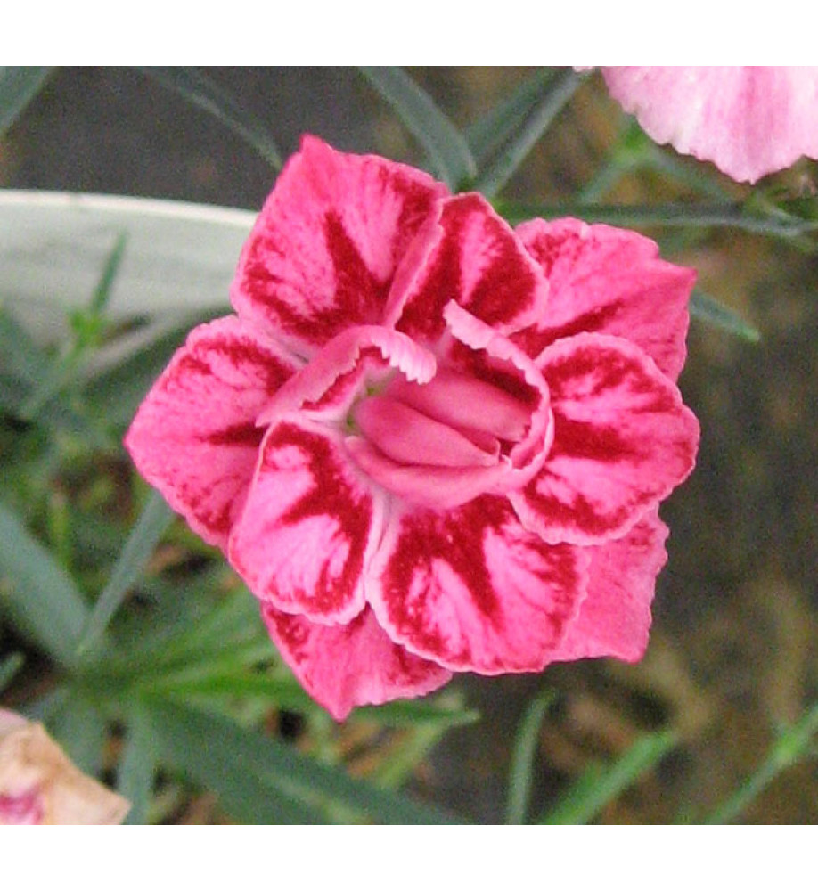 Dianthus Starburst (1lt)