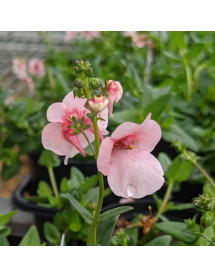 Diascia Breeze Plus Apple Blossom (0.8lt)