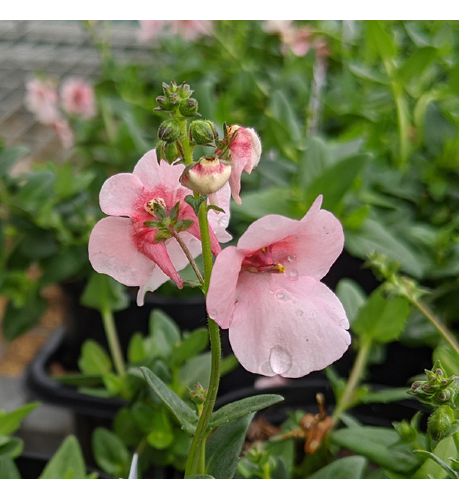 Diascia Breeze Plus Apple Blossom (0.8lt)
