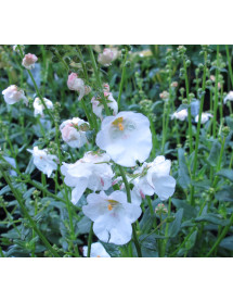Diascia Breezee Plus White (0.8lt) Diascia Breezee Plus White (0.8lt)