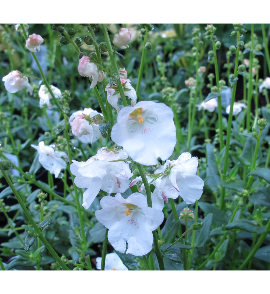 Diascia Breezee Plus White (0.8lt)