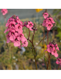Diascia Hopleys (1lt)