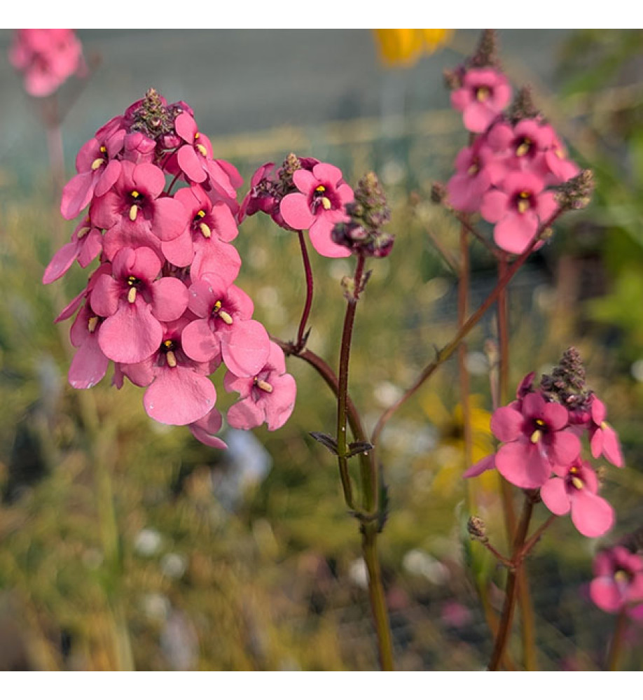 Diascia Hopleys (1lt)