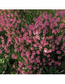 Diascia Hopleys (1lt)
