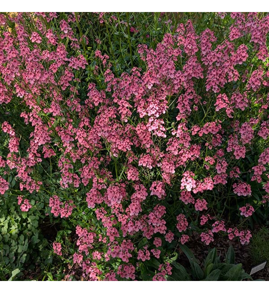 Diascia Hopleys (1lt)