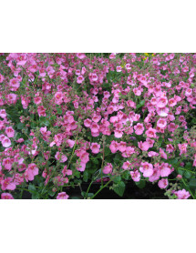 Diascia Little Dreamer (0.8lt)