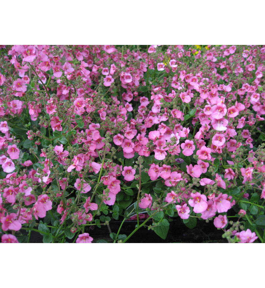 Diascia Little Dreamer (0.8lt)