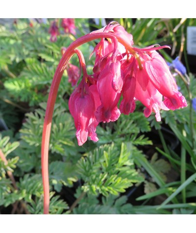 Dicentra Luxuriant (1lt)
