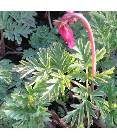 Dicentra Luxuriant (1lt)