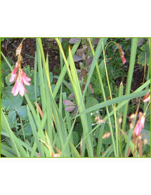 Dierama igneum (2lt) Dierama igneum (2lt)