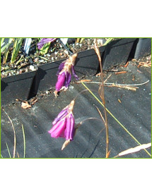 Dierama pulcherrimum (1lt)