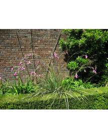 Dierama pulcherrimum (1lt)