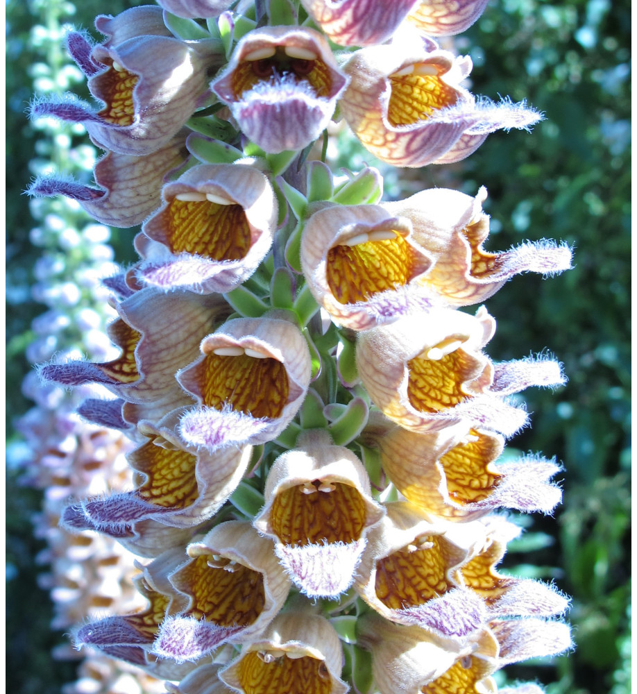 Digitalis ferruginea Gigantea