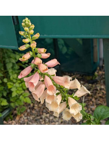 Digitalis purpurea Dalmation Peach (0.8lt)