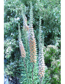 Digitalis ferruginea Gigantea