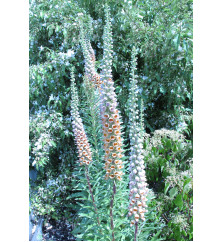 Digitalis ferruginea Gigantea