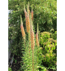 Digitalis ferruginea Gigantea