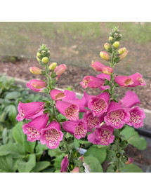 Digitalis purpurea Foxybee Dark Red (3lt)
