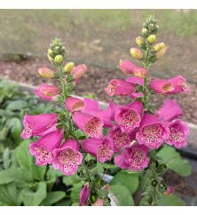 Digitalis purpurea Foxybee Dark Red (1lt)