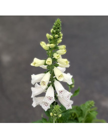 Digitalis purpurea Foxybee White (3lt)