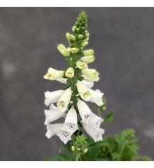 Digitalis purpurea Foxybee White (3lt)