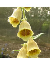 Digitalis grandiflora (1lt)